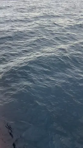 #🐬🐬🐬 #sanset #perairansulawesi #sulawesitengah #lumbalumba 