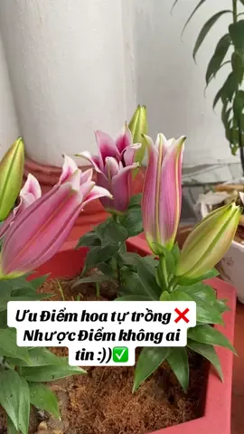 Tự trồng hoa Ly lùn và cái kết #hoaly #cuhoalytrongtet 