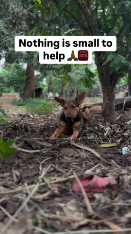 #chance for dogs#rescueing street dogs#foryoupage #fyp #fypppppppppppppppppppppppppppppppppppppppp 