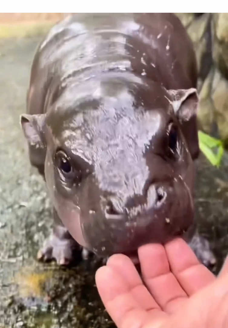 Funny pygmy hippo 🦛#mars #babyhippo #pygmyhippo#moodeng#pygmy#hippo#animalsoftiktok