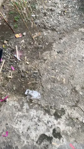 bismilah🤲#fyp #layangaceh #acehbarat #woyla #naganrayaaceh 