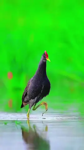 amzing natural birds  #bird #fyp #varilvideo #foryou#treanding 