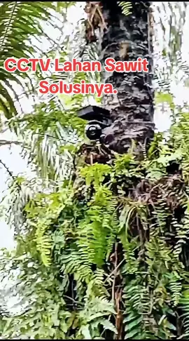 Cctv lahan sawit,wajib dimiliki buat semua petani sawit cara ini sangat efektif untuk menjaga kebun sawit agar selalu tetap aman dan kondusif #Kebun #Sawit #Cctv #Aman #fyppppppppppppppppppppppp 