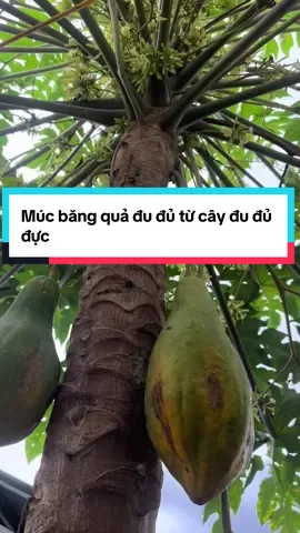 Múc băng quả đu đủ từ cây đu đủ đực #sungbau #sungbau02 #sungbau2002 