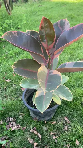 ต้นไม้สายมินิมอล #minimal #ต้นไม้ #Tree #ร้านนำโชคพันธุ์ไม้ 