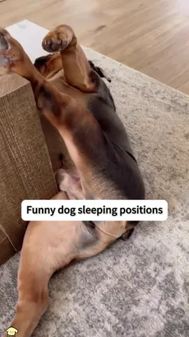 Funny dog sleeping positions 🤣😂#dogsoftiktok #funnydog #fyp #cutedog #pet