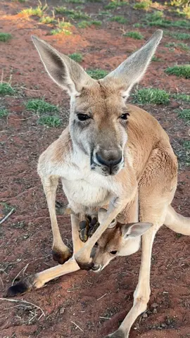 Our sweet Chippy is such a great mum. 💕 We still find it amazing that mum kangaroos can hop quickly and far with their big baby in the pouch! Mum has strong muscles in her pouch which she can contract to hold baby firmly and safely - like a seatbelt. 