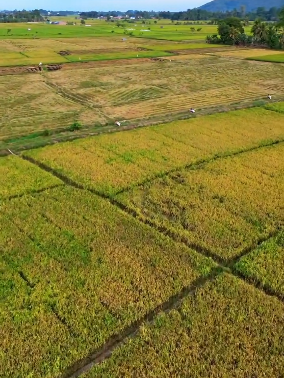 Mandalika versi persawahan #komentator #motogp #videolucu 