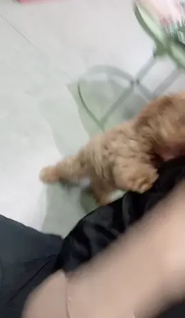 #xuhuong #mew #meomeo #meo 