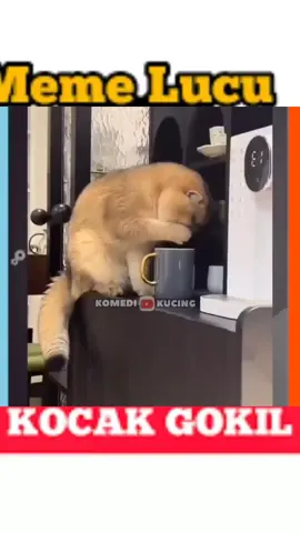 enak loh yen pakek ah🤣🤣#kucinglucu #kumpulanvideolucu #komedi #dubbing #semogafyp 