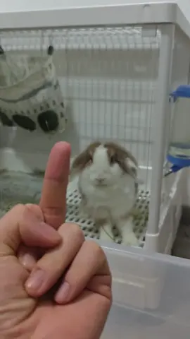Mr.Rabbit is angry #bunny #rabbits #cute #rabbit 