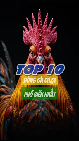 Top 10 dòng gà ch.ọi phổ biến nhất #suke #chienke #tiktokgachoivietnam❤️ #toiyeugachoi❤️❤️❤️ #gàchoivietnam🇻🇳 