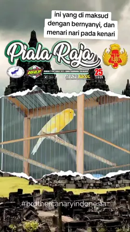 @lumpia.sam.huget  #kenarimaniaindonesia #kenari #pialaraja25 #pialaraja #lombakenari 