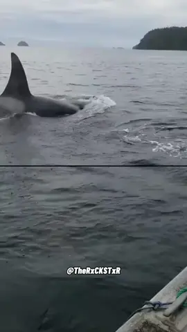 RxCKSTxR Ocean Animals Mashup 😂 #voiceover #talkingdog #talkingcat #PetsOfTikTok #dogsoftiktok      
