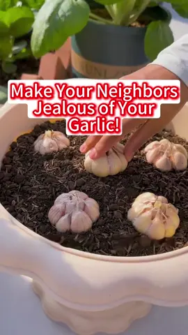 Make Your Neighbors Jealous of Your Garlic.#gardeningtips #homegarden #plants #garlic #forYou 