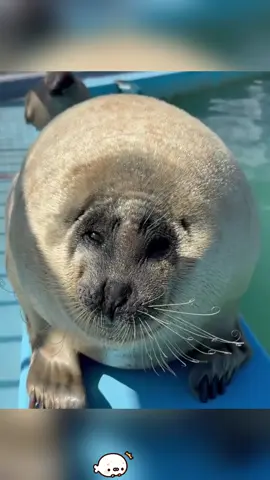 Seal Core 🦭🦭#usa #foryou #fgy #animals #funny #cute #seal #seals #sealsoftiktok 