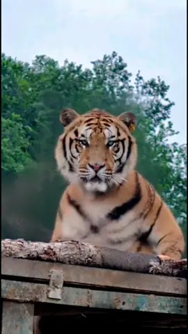 Tiger leg sweep-dance#ai #dance #tiger #trending #fyp 