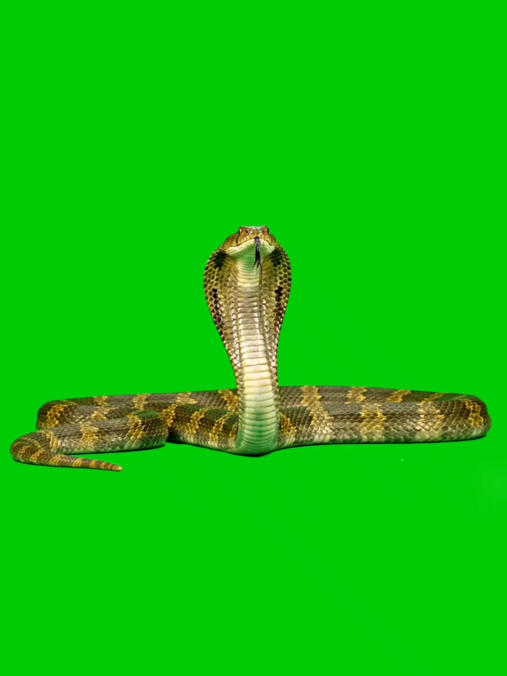 King Cobra snake Green Screen VFX HD. #GreenScreen #greenscreensticker #cobra #snake #fyp 