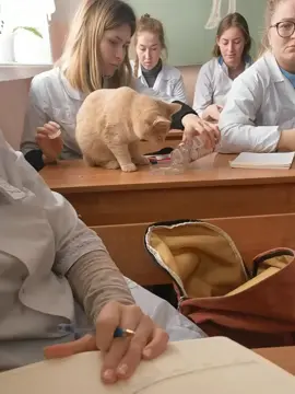 POV:when your new classmate is a cat#cat #funnytiktok #funnycatsoftiktok #usausausa🇺🇸🇺🇸🇺🇸 #fyp 