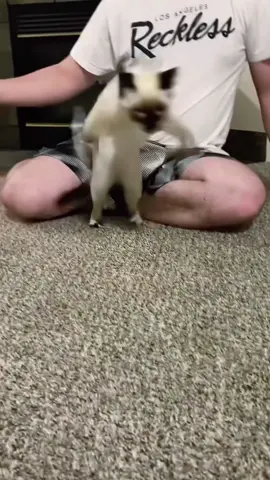 Cats can fly,cats were not hurt #foryou #funnytiktok #funny #funnyvideos #tiktok #cat #catsoftiktok #funnycat 