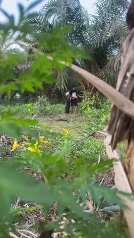 Ninja sawit tertangkap #maling #ninjasawit #fyppppppppppppppppppppppp #jelangskuy 