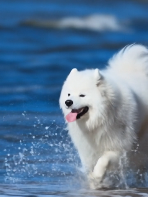 cute#dogs#Running#video#🤩😘😜🤗