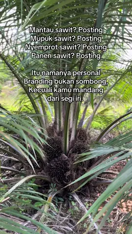 Bibit sawit Sriwijaya 05.  #pypdongggggggg #sawitontiktok #sawitkalimantan #sawit #petaniindonesia🇮🇩🇮🇩🇮🇩🌿🌿 