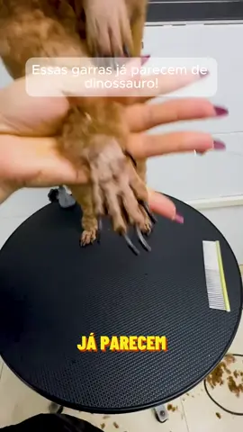 #fyp #pet #unhas #tiktokshop #forpets