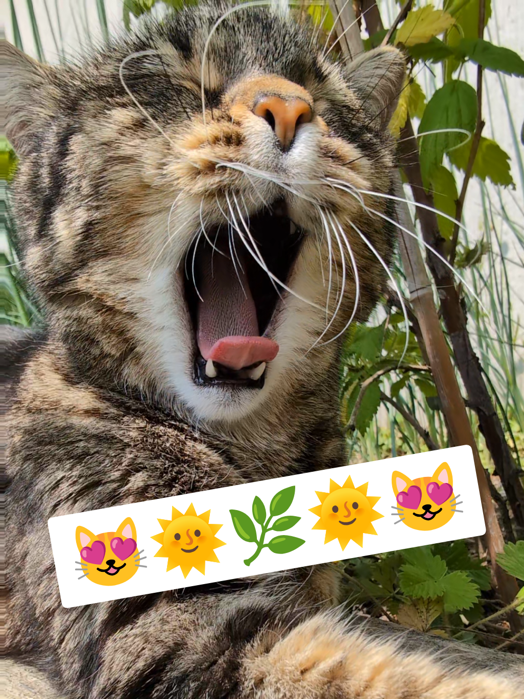 Misti is waiting for the weekend 🌞🌿😻🌿🌞 #cat #nature #cats #fyp 