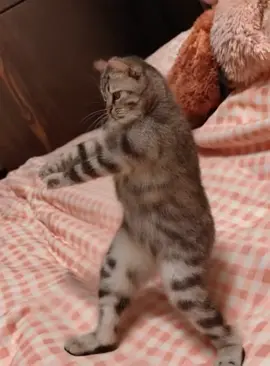 猫ダンス#猫ダンス #猫 