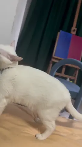 #CatClipsHQ #cats #catsoftiktok #funnycats #catreels