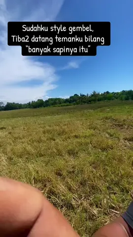 Bukan je sapiku itu,,sapinya oherku       #juragansapi #pengembalasapi #sapi #sapiviral 