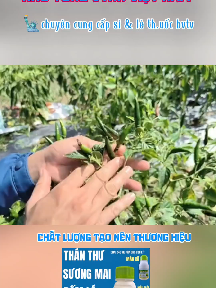 cách khắc phục bệnh thán thư ở trên cây ớt#trừsâu #nam #xuhuongtiktok 