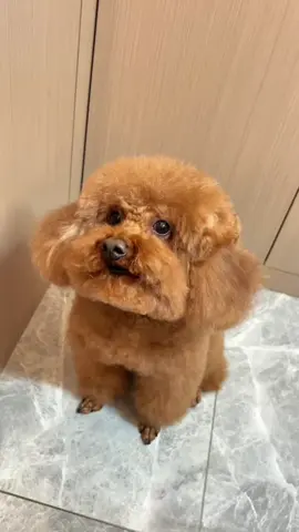 #poodle #cute #fyp #dog #bunquystoc 