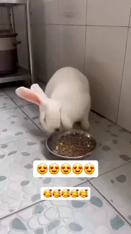 #CuteAndFunny #rabbits #indoorbunny #rabbitsoftiktok #bunny 