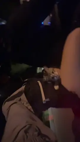 Our cute friend 🐈 . . . . . . . . . . #bikelover #bikelove #motorcycle #motorbike #cat 