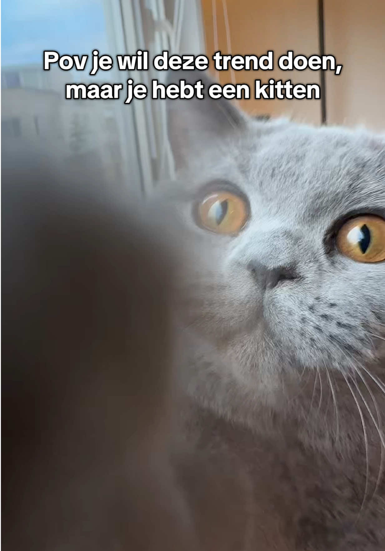 Haar focus is slechter dan die van jou 😂👀 #kitten #cat #oceaneyes 