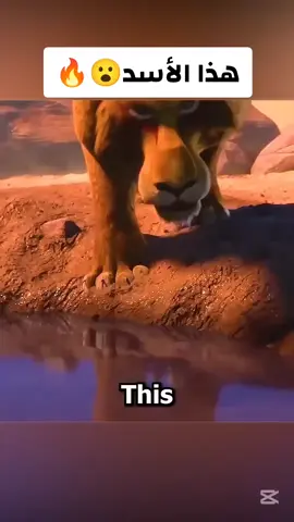 هذا الأسد😮🔥#افلام #فيلم #ملخص_فيلم #قصة_فيلم #افلام_اكشن 