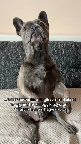 Ajanlom is hogy mostantol jo nlgger legyen … #frenchiesoftiktok #puppiesoftiktok #fyp #frenchie #foryouu 
