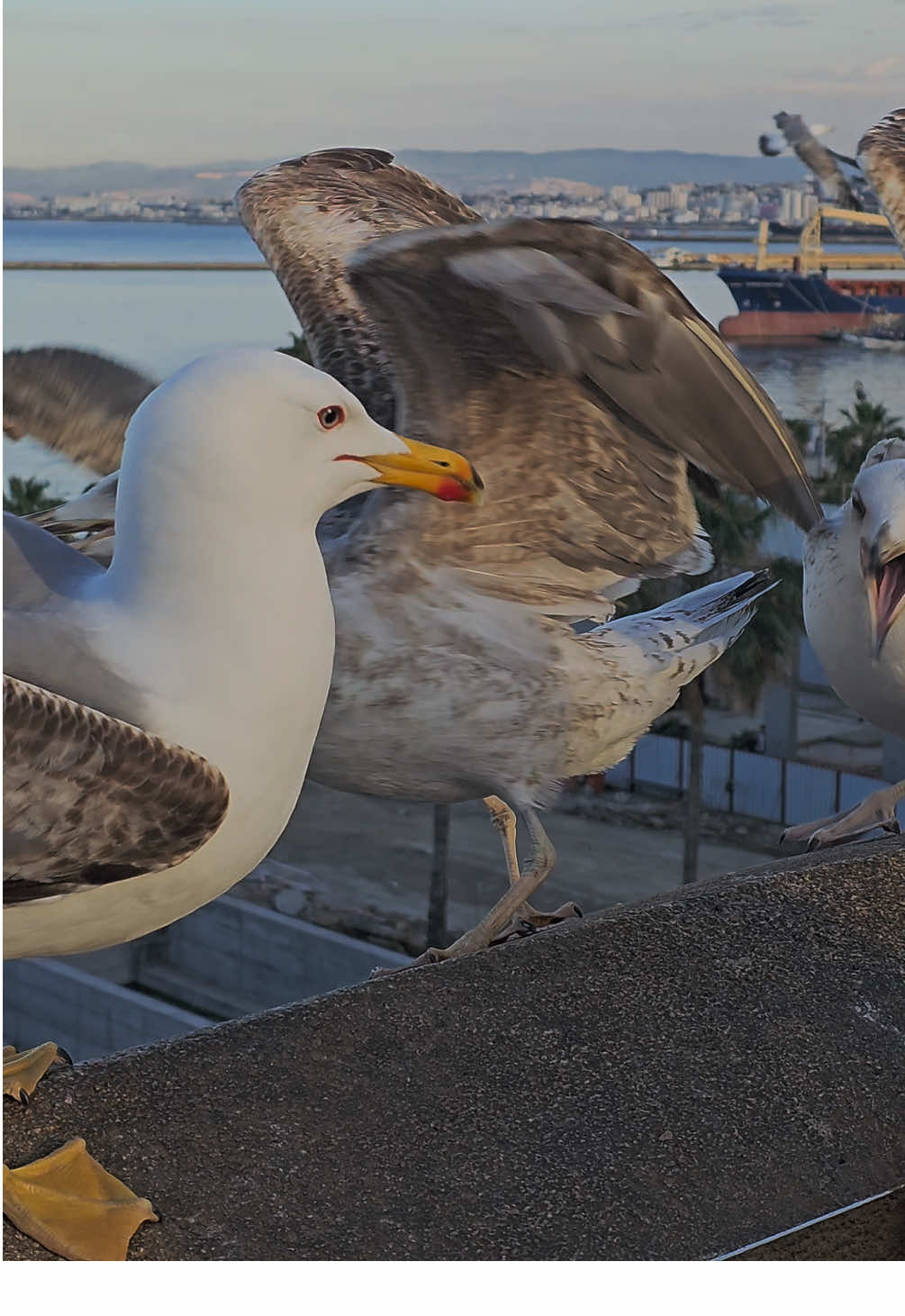 #alger #algeria #fyp #casbah_القلعة_الكبيرة🔥💪 