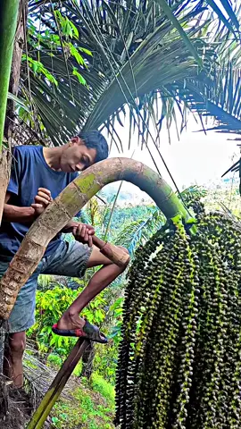 #anakpetani #penyadaparen #gulaaren #pejuangrupiah #kontenhiburan 