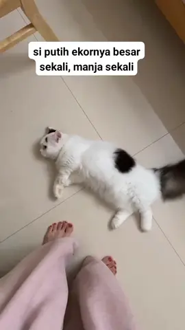 si Mput yang manja sekali  #catlovers 