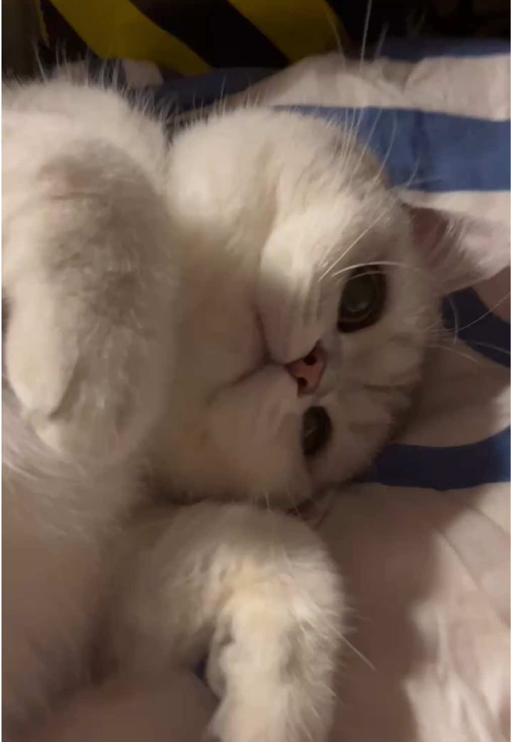 Whiny Little Meows🐾💓 #cat #catlover #fyp #pets #catsoftiktok