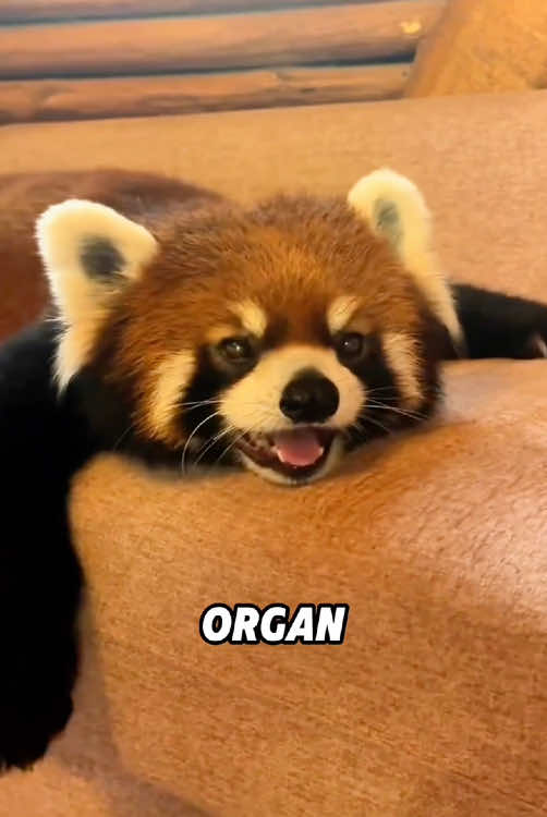 A runaway red panda caught in the act #foryou #funny #animals #redpanda #cute #fyp 
