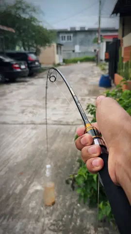 akhirnya nemu juga joran murch kualitas mewah udah carbon solid dari wetfish striker #joranpancing #jorancarbonsolid #joranwetfish #wetfishstriker #mancingmania 