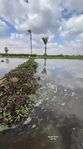 الهدوء والراحه النفسيه المنشاوي  الريف المصري جميل 🍃🌿🥹 الطبيعه و ما فيها 🌿🌿🥹