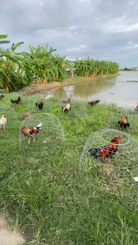 Nhìn thôi đã thấy tốn 💵 rồi 😁#fyp #gàchiến #gà_chọi_việt_nam #chill 