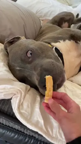 Wake up your dog with food#funnydog #foryou #dog #funny #usa 