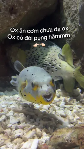 #GreenCreator #VinWonders #dulich 