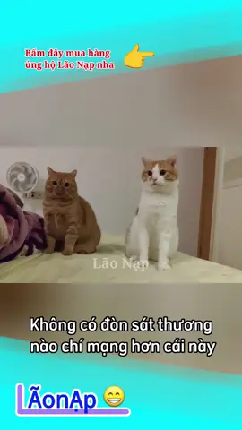 Nỗi đau của Full Cam 😅 #laonap 